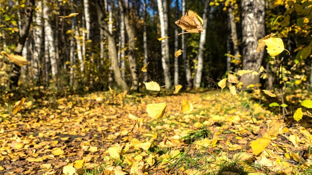 Caída de hojas de otoño. Autimn en Siberia.