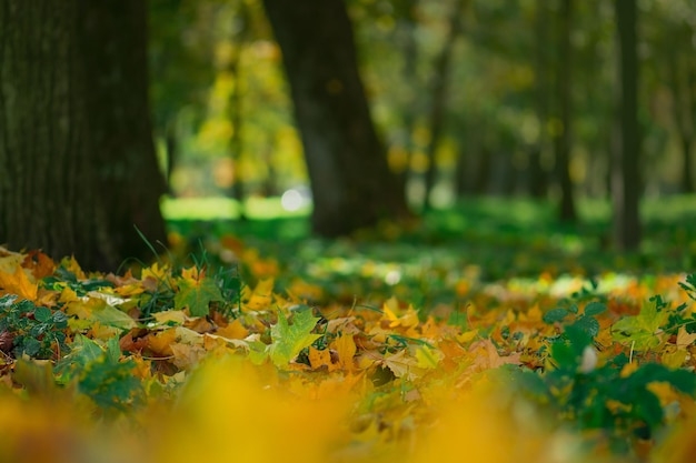 Caída de hojas de otoño Fondo de naturaleza al aire libre de otoño con coloridas hojas caídas