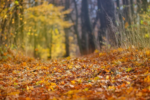 Caída de hojas de otoño Fondo de naturaleza al aire libre de otoño con coloridas hojas caídas