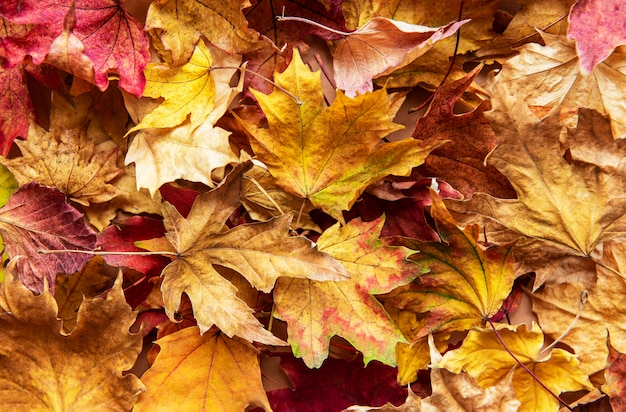 Caída de las hojas de otoño. Hojas de arce secas.