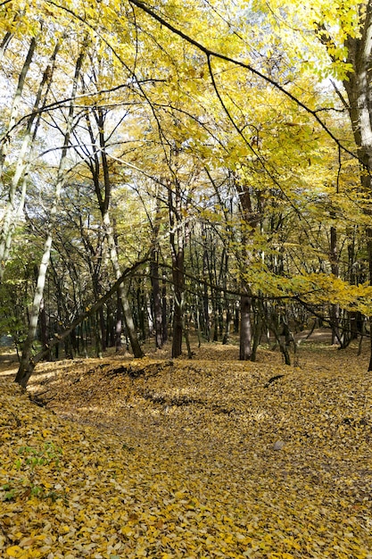 Foto caída de hojas en otoño