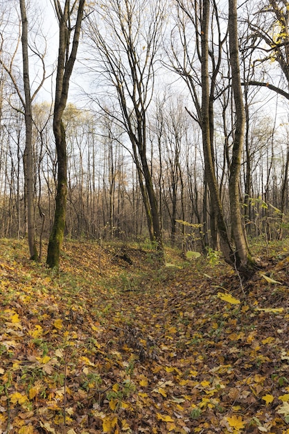 caída de hojas en otoño