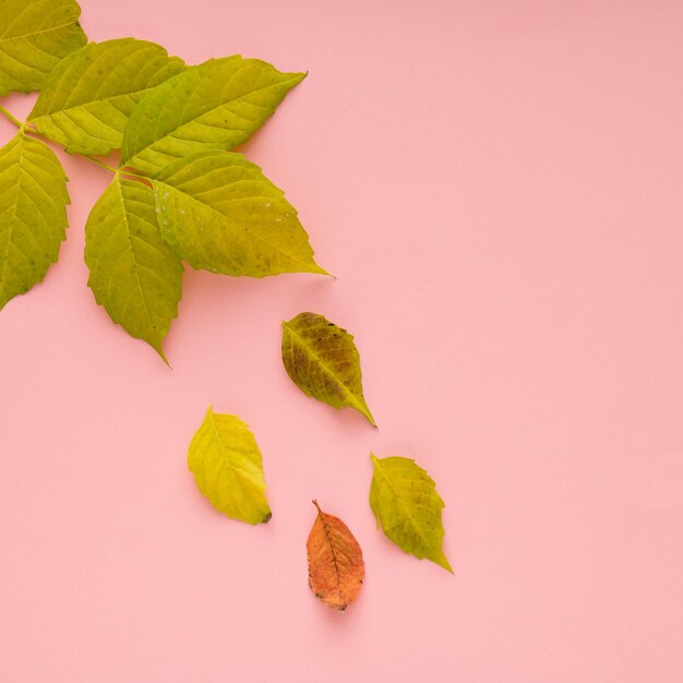 Caída de hojas de una rama en otoño sobre fondo rosa pastel