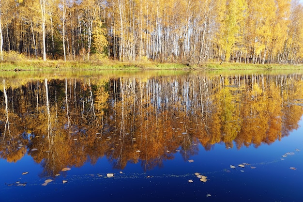 Caída de oro Abedul con hojas amarillas reflejadas en el río.