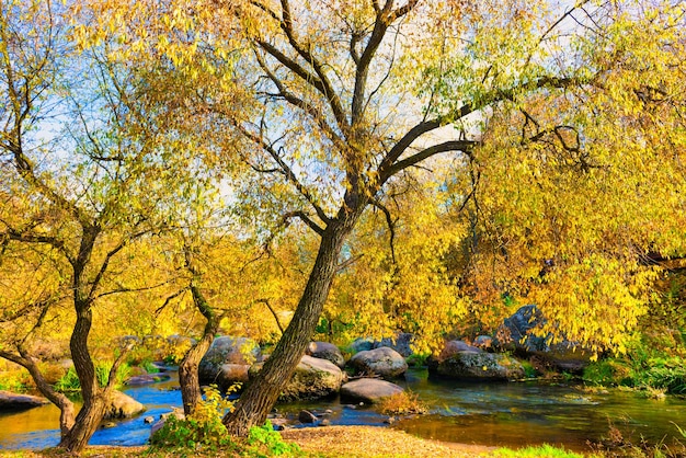 Caída de otoño en el parque