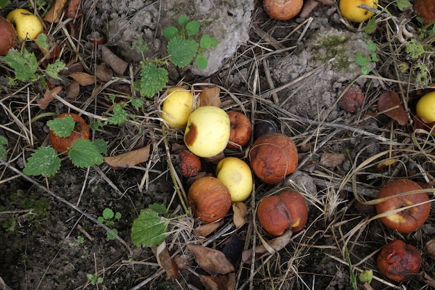 Caído de un árbol manzanas podridas en el suelo en el jardín del pueblo