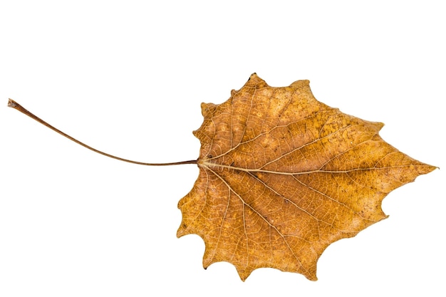 Caído hoja de otoño de álamo aislado sobre fondo blanco.