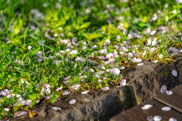 Caídos Sakura Pétalos de flor de cerezo caen en el suelo belleza vista del paisaje primaveral