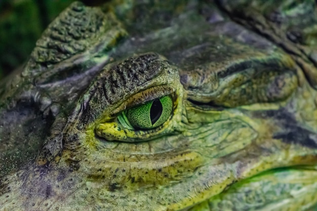 Foto caimán de anteojos (caiman crocodilus)