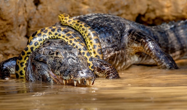 Foto caimán cocodrilo yacare contra anaconda eunectes murinus caimán atrapó una anaconda anaconda estrangula al caimán brasil pantanal porto jofre mato grosso río cuiaba