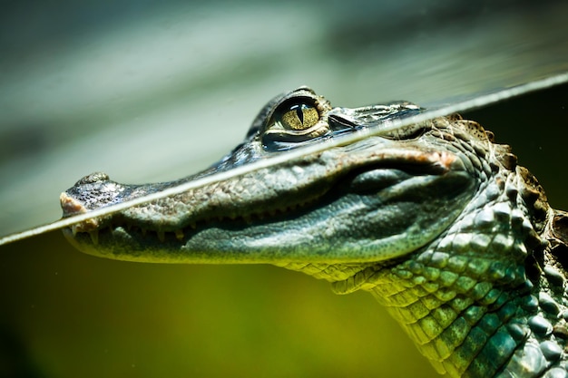 Caiman crocodilus na água ...