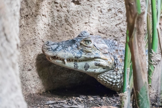 Foto caiman focinho largo mantendo a calma