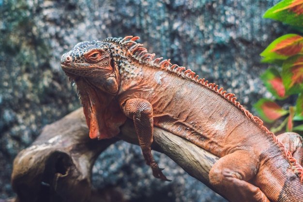 Caiman Lizard Dracaena guianensis, ein großes grün-rotes Reptil aus Südamerika.