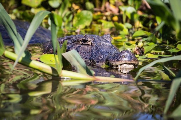 Foto caiman en la naturaleza