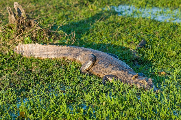 Caimán negro, Parque Nacional Esteros del Iberá, Provincia de Corrientes, Argentina.