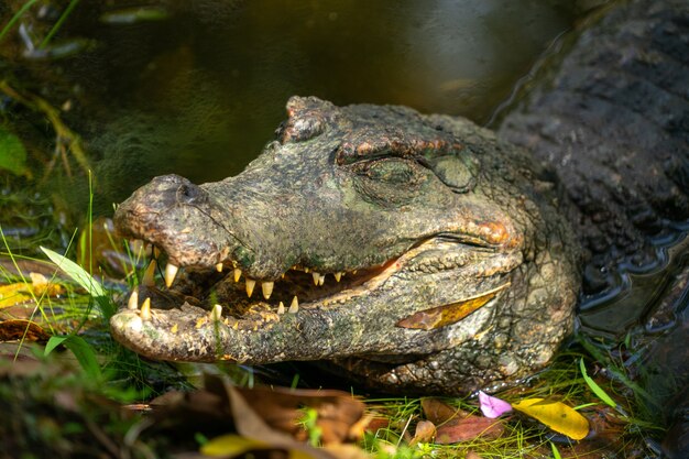 Un caimán a orillas de una laguna, Amazonia, Ecuador