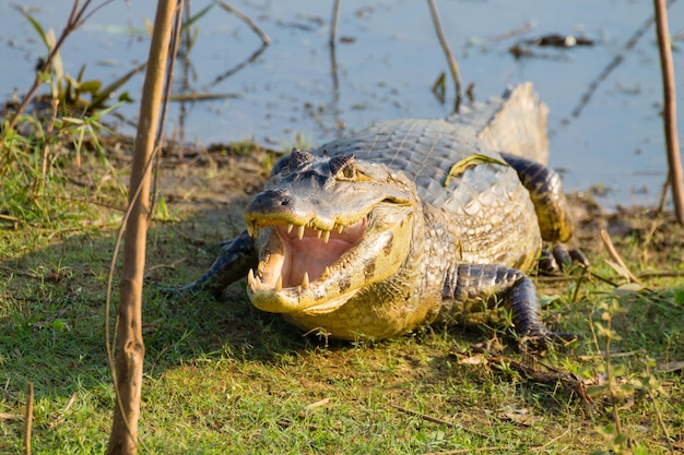 Caiman que aquece ao sol da manhã