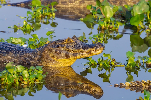 Caiman schwimmt im Pantanal-Bereich