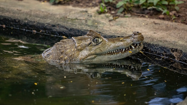 Caimán típico del género Caiman en el agua