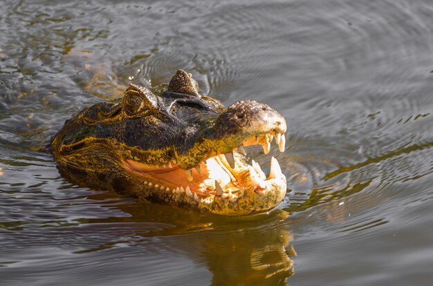 Foto caiman yacare en el humedal brasileño