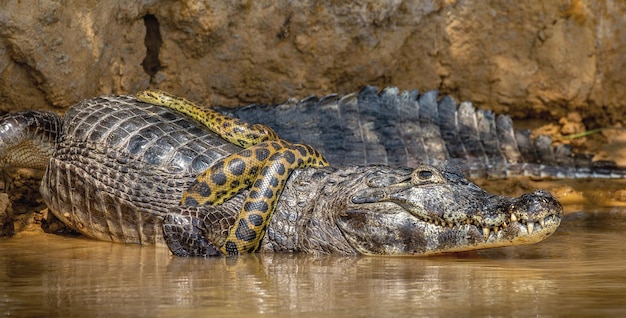 Caimão crocodylus yacare vs Anaconda Eunectes murinus Caimão pegou uma anaconda Anaconda estrangula o caimão Brasil Pantanal Porto Jofre Mato Grosso Rio Cuiaba