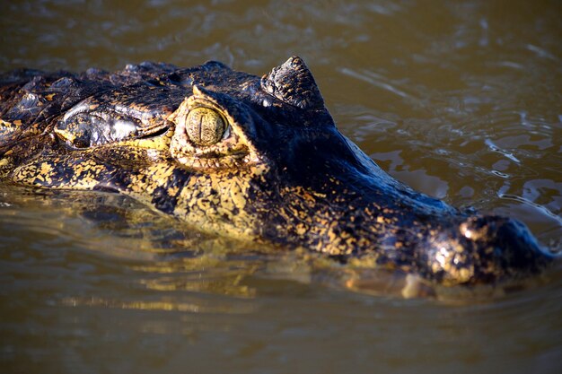 Caimão Jacare nas águas do Rio Cuiaba, Pantanal, Brasil