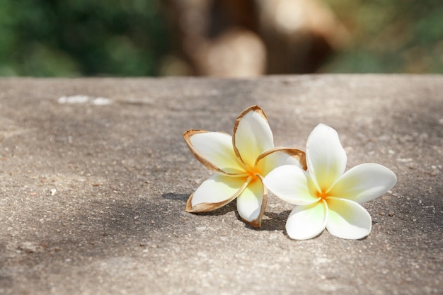 Caindo duas flores brancas no chão