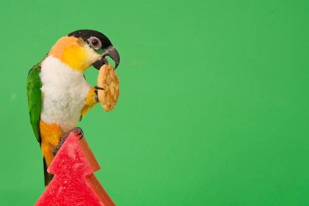 Foto caique (loro noble de cabeza negra) sentado sobre una vela roja con una galleta de navidad.