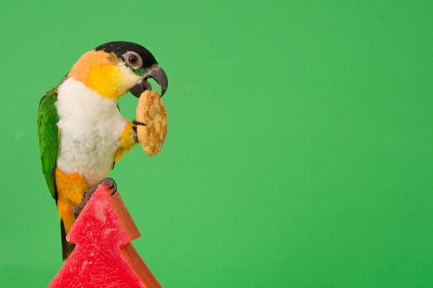 Caique (nobre papagaio de cabeça preta) sentado em uma vela vermelha com um biscoito de Natal.