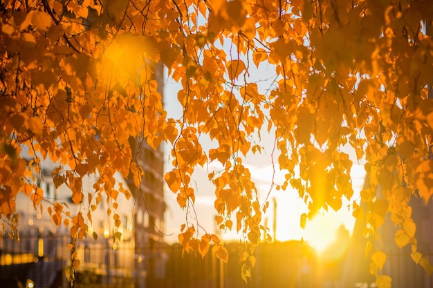 Cair na cidade. Folhas de bétula amarela no pôr do sol