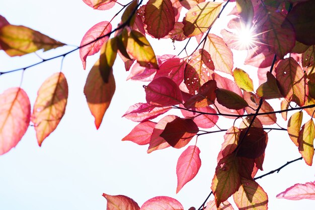 Cair na floresta. árvore de primavera com folhas vermelhas e raios de luz do sol