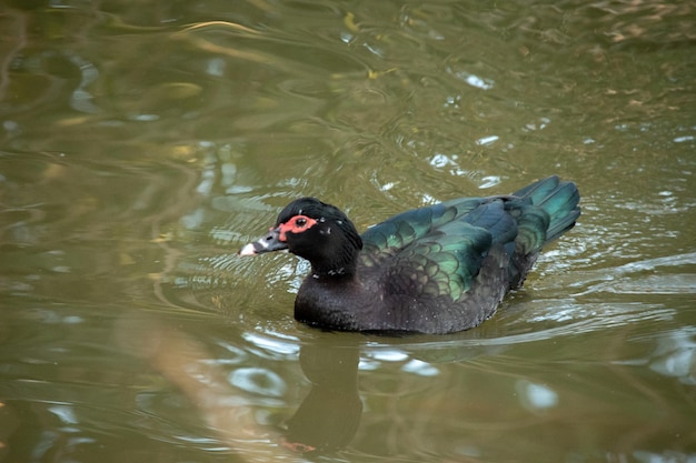 Cairina moschata nadando en el lago