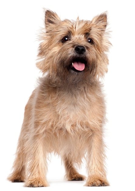 Cairn Terrier, 4 anos, de pé