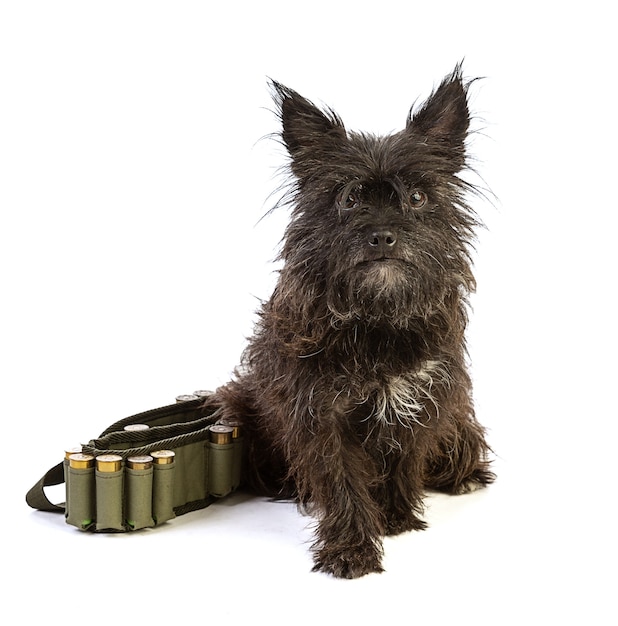 Cairn Terrier bereit zur Jagd