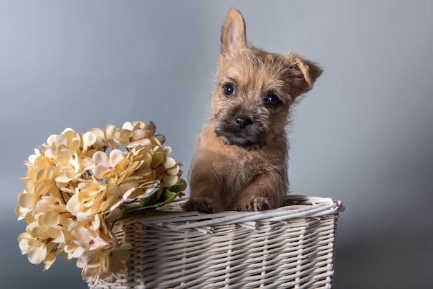 Cairn Terrier cachorro de perro con flores de hortensias rojas
