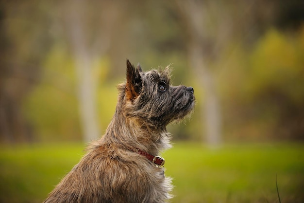 Cairn terrier no campo