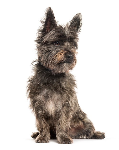 Cairn Terrier sentado em frente a um fundo branco