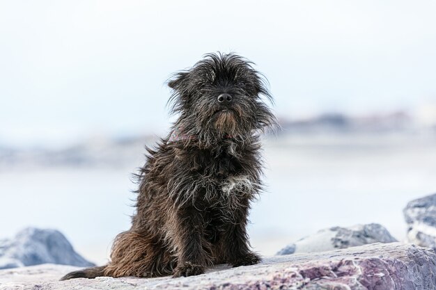 Cairn terrier sentado sobre piedras en la playa.