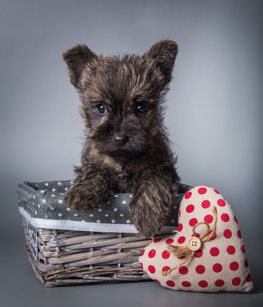 Cairn Terrier Welpe mit rotem Herzen Valentinstag