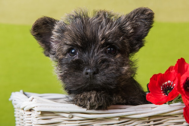 Cairn Terrier Welpe mit roten Mohnblumen