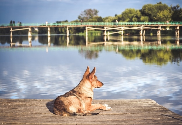 Cais de espera de cachorro