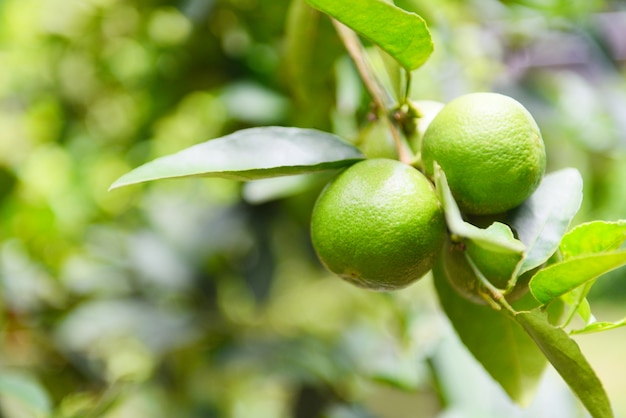 Cais verdes em uma árvore. vitamina alta fresca c dos citrinos do cal na exploração agrícola do jardim.