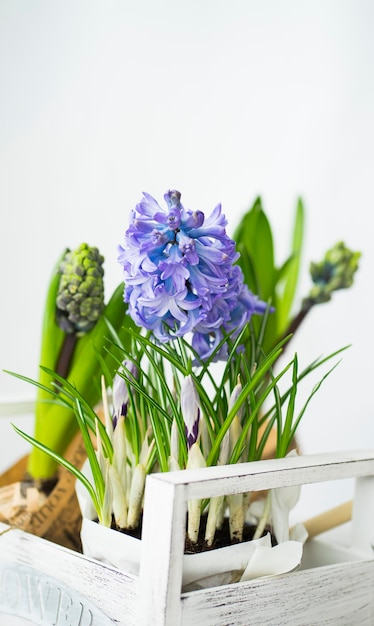 Caixa branca com flores da primavera, açafrões e jacintos em um fundo branco