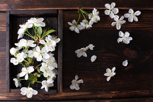 Caixa de madeira com flores brancas de cerejeira