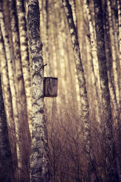 Caixa de nidificação na floresta
