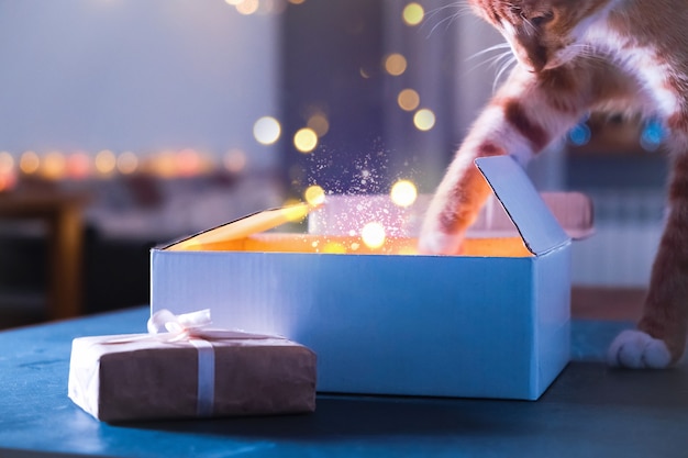 Caixa de presente de Natal com brilhos de gato à noite milagre