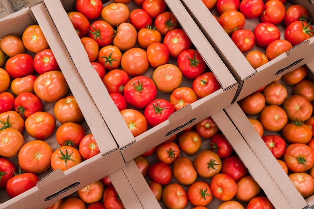 Caixa de tomates vermelhos maduros frescos. Legumes orgânicos, pequena fazenda local, conceito de agricultura. Colheitas frescas