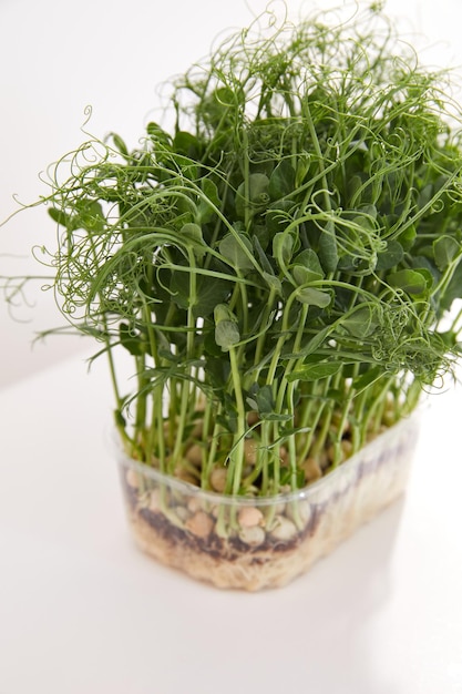 Caixa plástica com brotos microgreen de ervilha verde isoladas em fundo branco