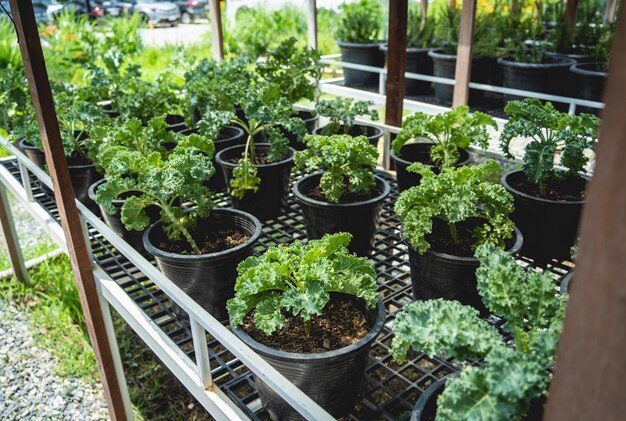 Caixas de cama de vegetais com solo no jardim orgânico do café