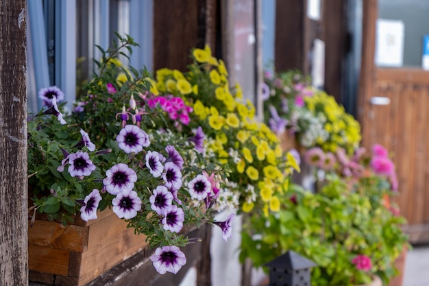 Caixas de flores vibrantes que melhoram perfeitamente o charme e o apelo de qualquer espaço ao ar livre